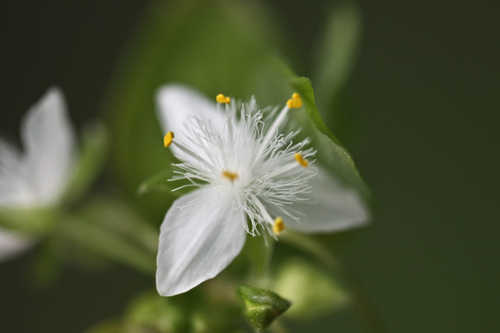 Tradescantia fluminensis #3